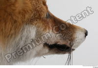  Red fox mouth nose 0006.jpg